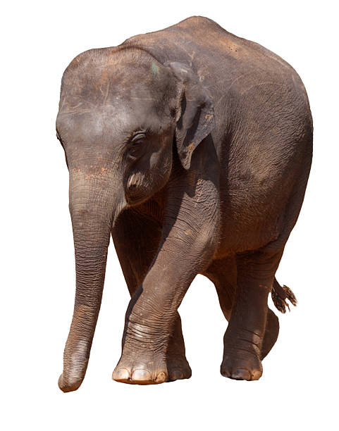 istock A baby elephant walking on a white background 2226589920
