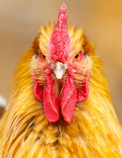 istock A chicken with a red beak and red comb 2226590573