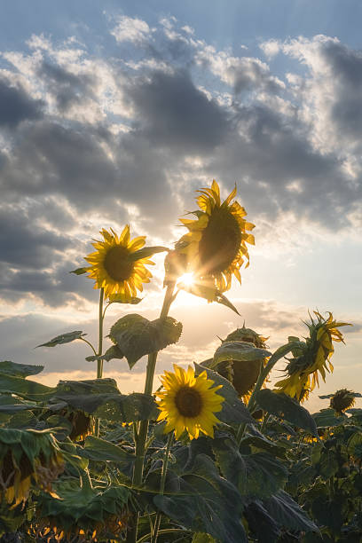 istock Golden Witnesses 2226590827