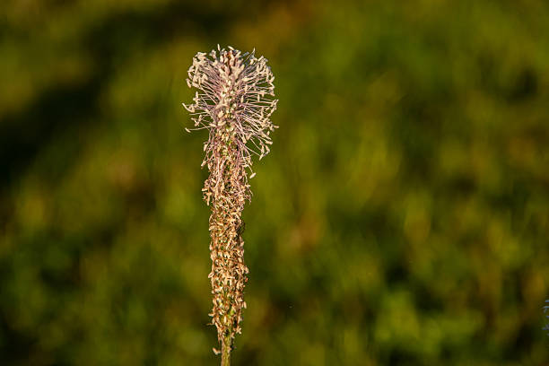 Close-up of a slender Plantago media (Hoary Plantain) flower spike in natural light