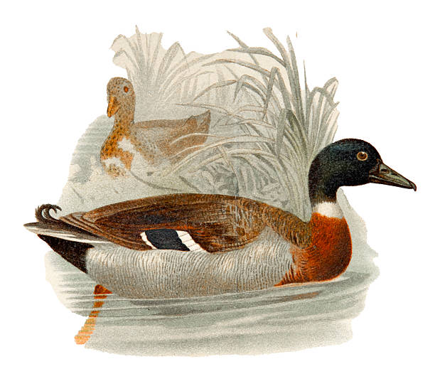 The Wild Duck