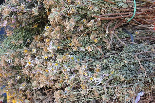 istock Chrysanthemum zawadskii flower and dried herb form 2226593374