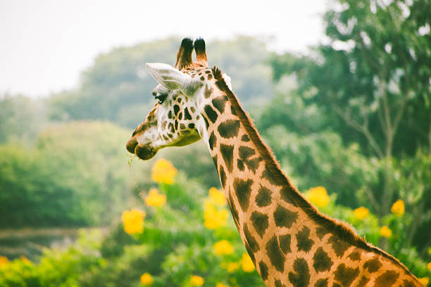 Reticulated Giraffe in a South African Game Reserve, feeding on bushes and trees.  Painterly effect has been added in post processing.