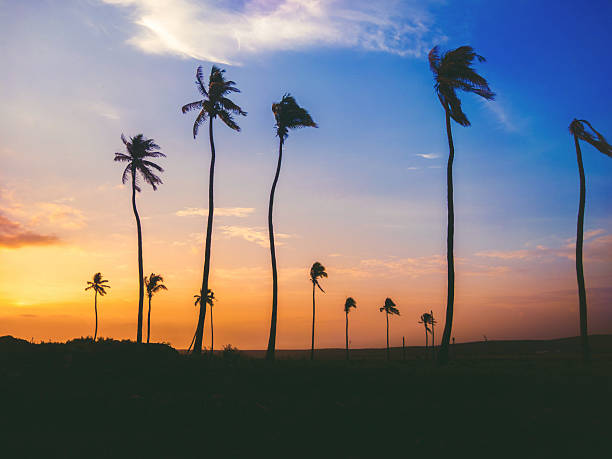 istock Silhouetted palm trees sway gently in the wind during a vibrant sunset over Bengaluru, India. The composition is balanced, creating a serene and picturesque scene. 2226595269