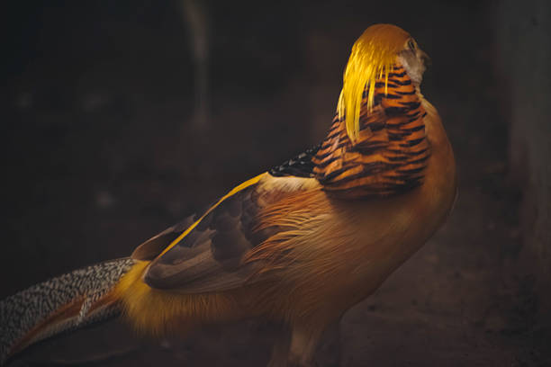 Golden pheasant viewed from behind, showcasing its vibrant plumage in a dark, moody setting in India.