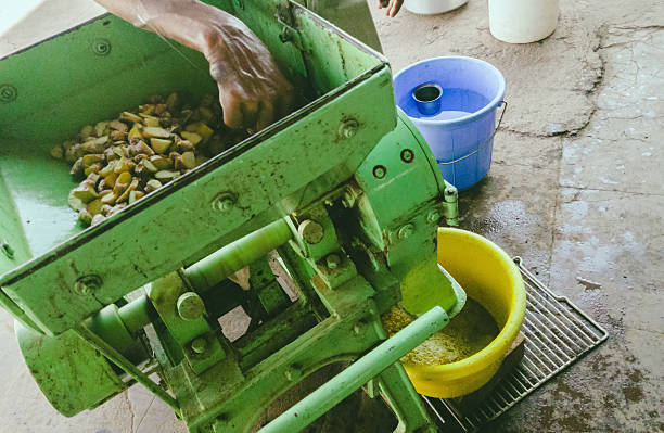 istock A person's hands add ginger pieces to a rustic green grinder in India, producing a fine powder collected in a yellow bucket. 2226597893