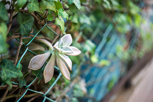 plants