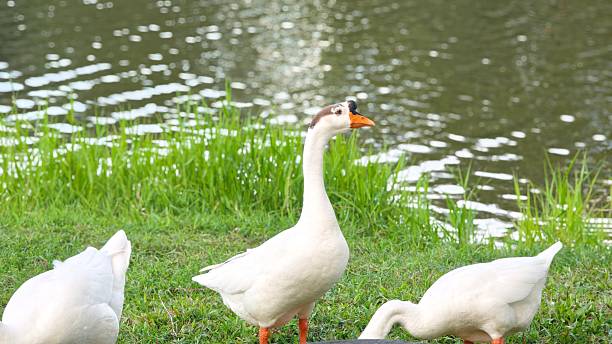 istock White goose pecking grass around the lake. 2226600013