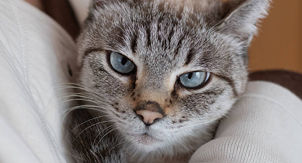 istock Owner petting his cute pet Siamese tabby cat 2226600094