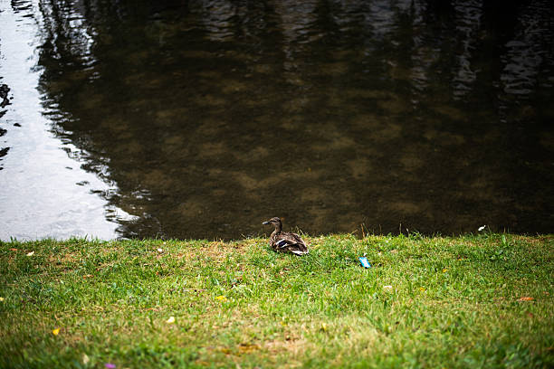 River and duck on the riverbank in the public park