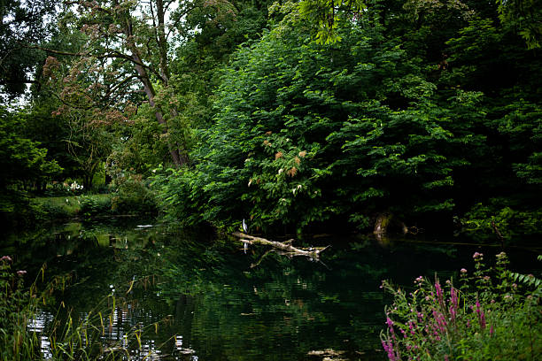 Experience the peaceful beauty of a springtime scene with vibrant foliage reflected in tranquil water, capturing the essence of early summer serenity and nature's calming embrace
