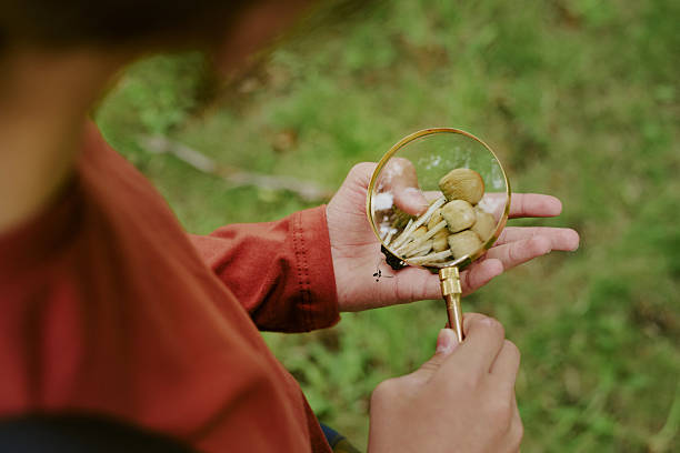 Child holding magnifying glass examining acorns in hand outdoors, close up of hands and magnifying glass, learning about nature during educational activity with school teacher in park