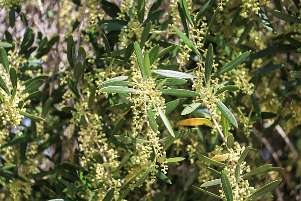 istock Olive trees in bloom in the mediterranean area 2226601044