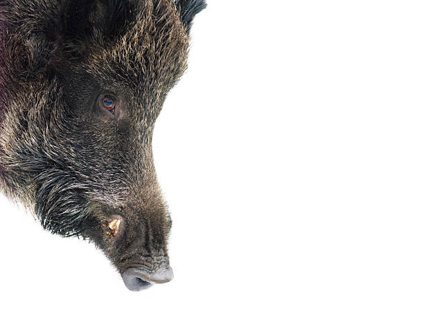 istock wild boar portrait isolated on white background 2226601409
