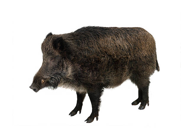 istock wild boar isolated on white background 2226601429