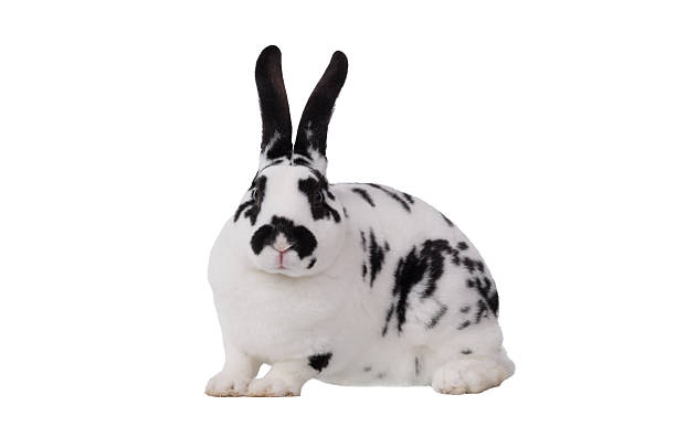 istock portrait of rabbit isolated on white background 2226601466