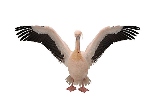 istock Pink Pelican isolated on white background 2226601473