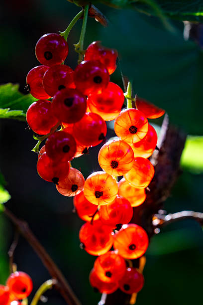 A bunch of red currants, bathed in sunlight, hangs on a bush. Dark background