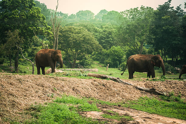 Two Indian elephants graze peacefully in a Karnataka forest clearing, creating a serene wildlife safari scene.