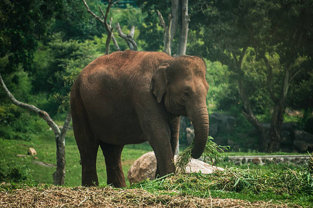 Young Asian elephant feeding on grass in a lush green Karnataka, India forest. Side profile composition.