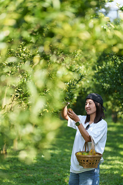 Women go out to pick oranges in a natural orange orchard on vacation.