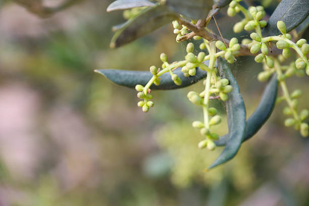 Olive trees in bloom in the mediterranean area, Spain