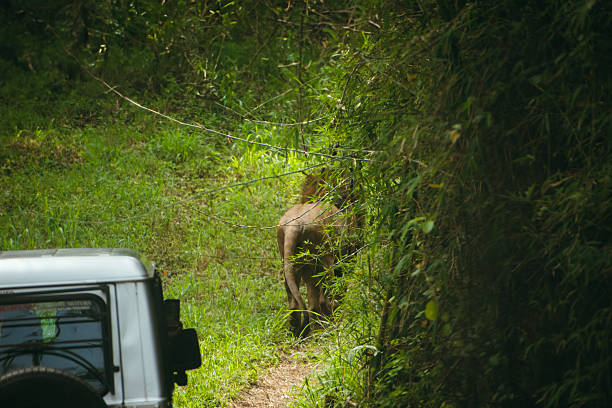 istock Elephant's rear view in Karnataka, India, safari setting; lush green forest composition, jeep partially visible. 2226604294