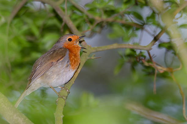 istock portrait of a singing robin sitting on a branch 2226605205