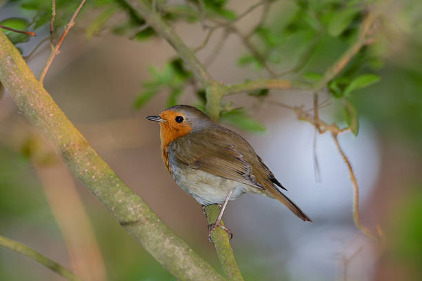 istock portrait of a robin sitting on a branch 2226605233