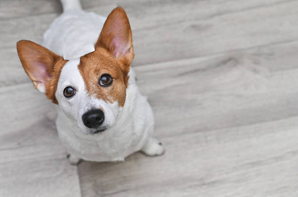Jack Russell Terrier dog looks up. copy space
