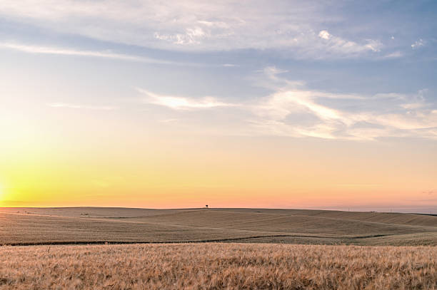istock Grain field. Wheat at sunset, lonely tree in the distance, selective focus. Sun rays at sunset. 2226605958