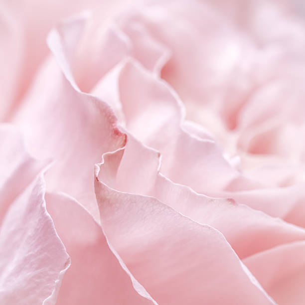 istock Pink pale rose flower petals, soft focus. Macro flowers backdrop 2226608512
