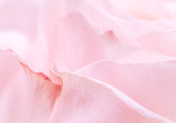 istock Pink pale rose flower petals, soft focus. Macro flowers backdrop 2226608518