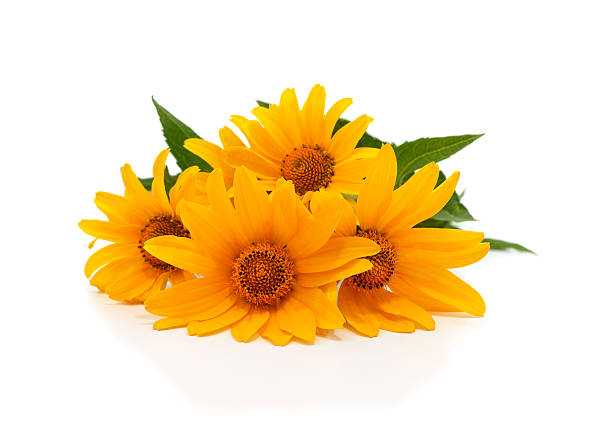 istock Bouquet of yellow chamomile. 2226609532