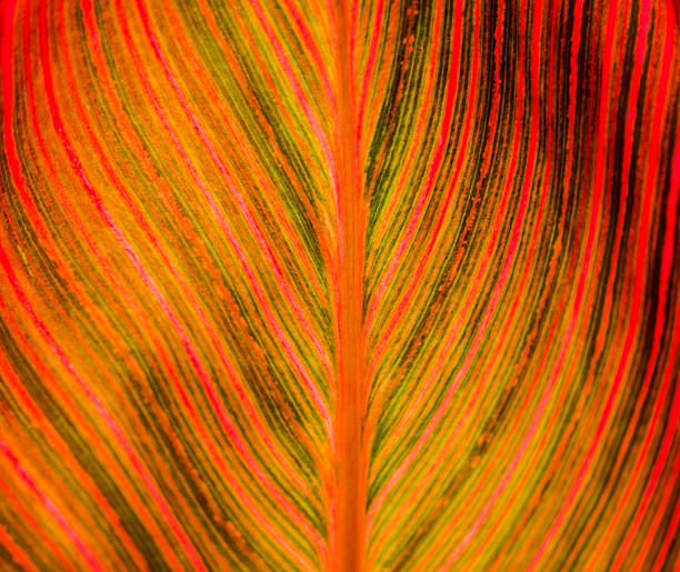 Beautiful red-orange leaf curved line pattern in close-up for a background,  the stem of a vascular plant.