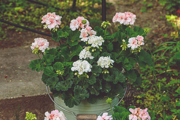 Flowers in the garden
