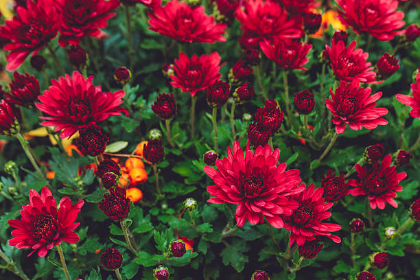 Flowers in the garden