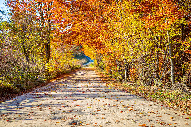 istock Pasha's Plain: Golden Path of Autumn 2226610132