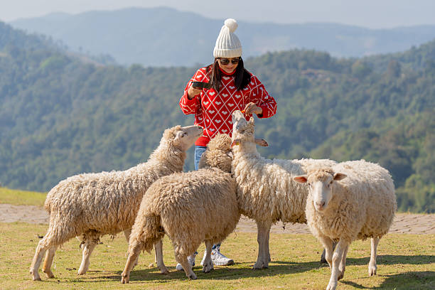 A woman feeds sheep on a farm on a hilltop.