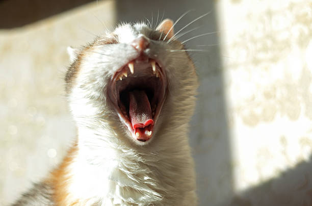 Funny expressive face of a domestic cat yawning.