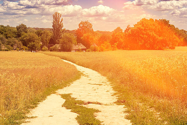 Country road in the field