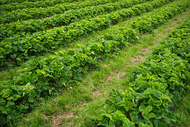 istock Lush strawberry field spreading with verdant rows, interconnected by grassy walkways, representing sustainable farming and bountiful harvest potential 2226616525