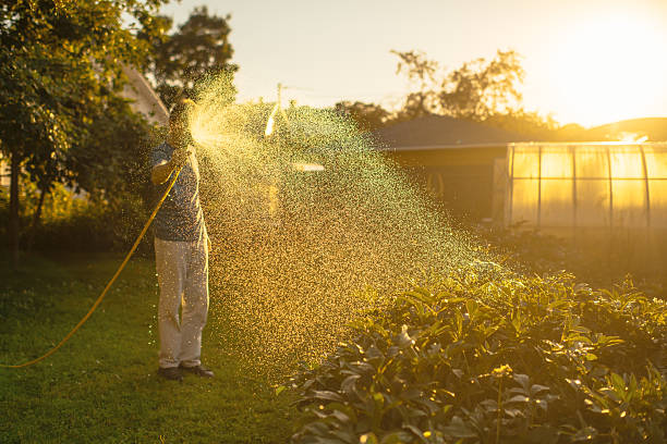 istock Man watering plants in summer sunset 2226617086