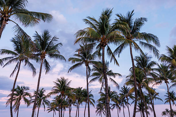 istock Silhouetted palm trees of Miami Beach stand tall against a vibrant sunset sky 2226617708