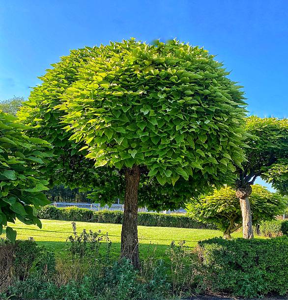 Round-Shaped Catalpa Tree (Catalpa bignonioides ‘Nana’) in Urban Landscape