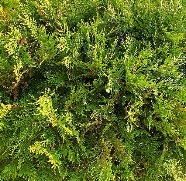 Dwarf Western Thuja (Thuja occidentalis) Ornamental Shrub