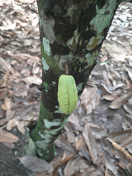 istock Cacao Pod Growing on a Tree in a Natural Outdoor Setting 2226621875