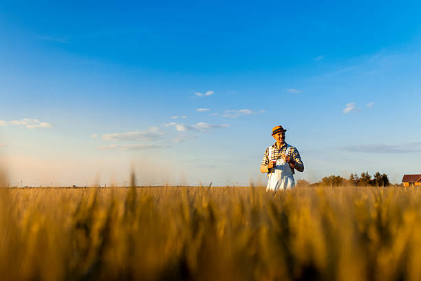 Confident farmer standing in wheat field  at sunset examining crop in his hands.