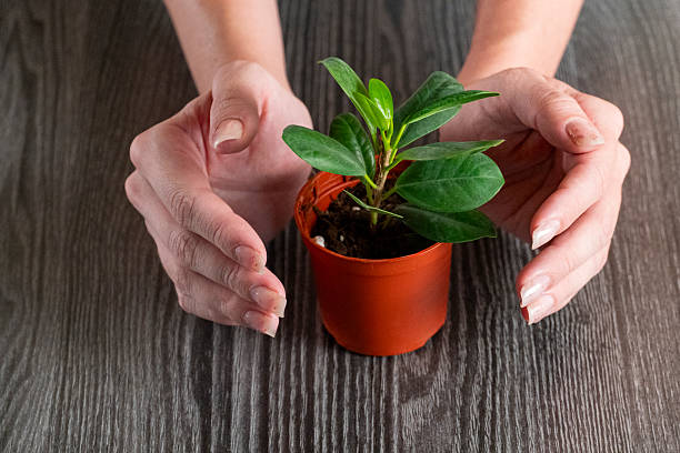 istock Hands Caring for a Young Plant in a Pot 2226627077