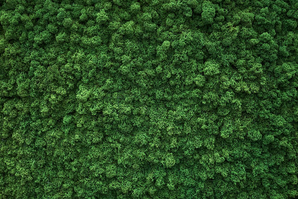istock Lush Decorative Green Moss Covering Wall in Office Building 2226631218